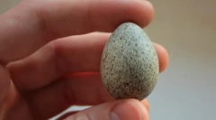 Грах (фото): птах, що приносить весну на крилах